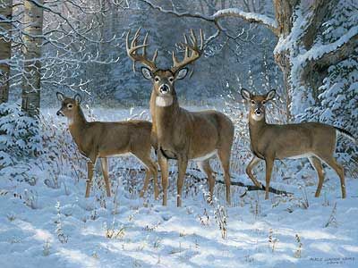 آهو بودن سخت&nbsp;است